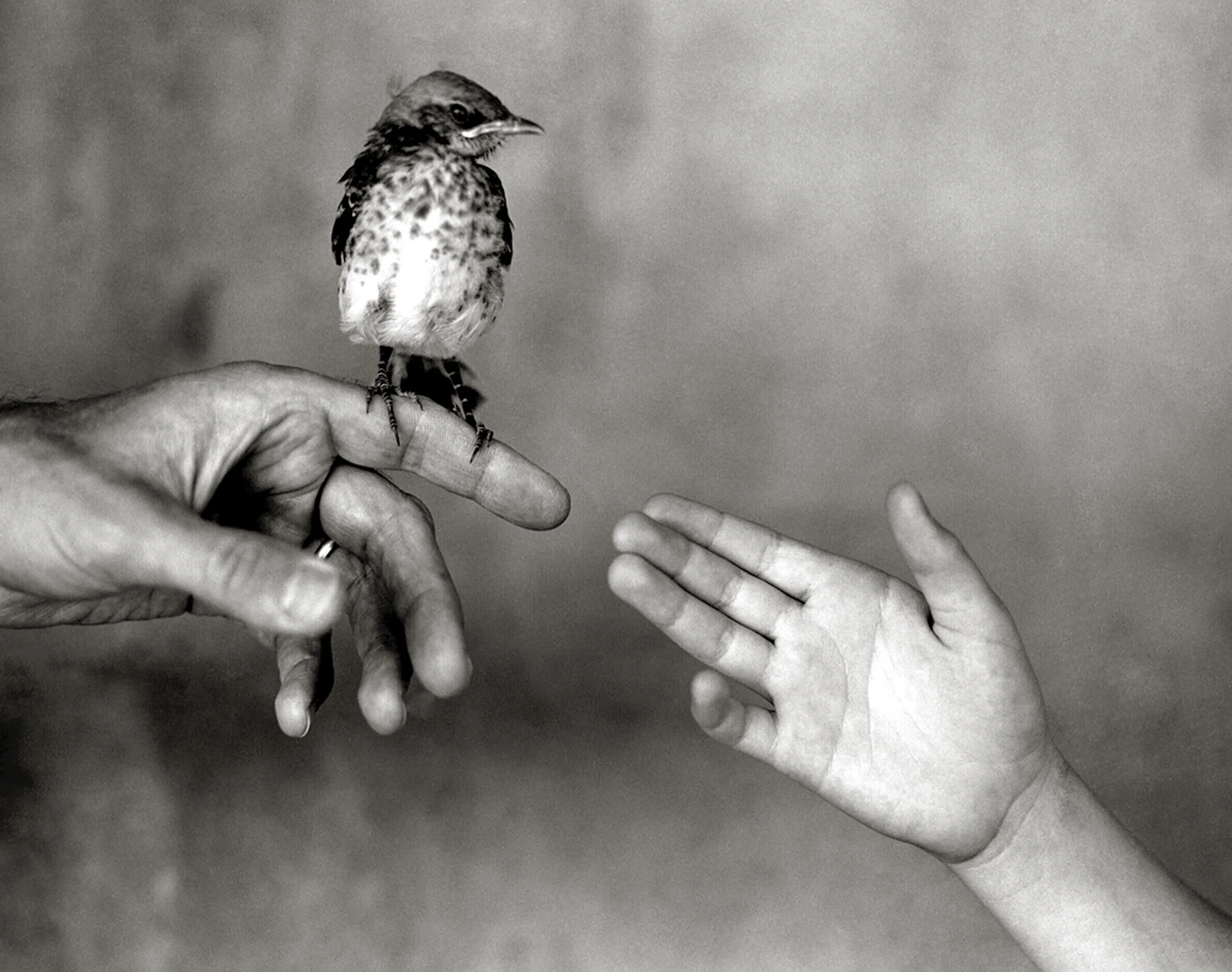 Bird and Hands.jpg