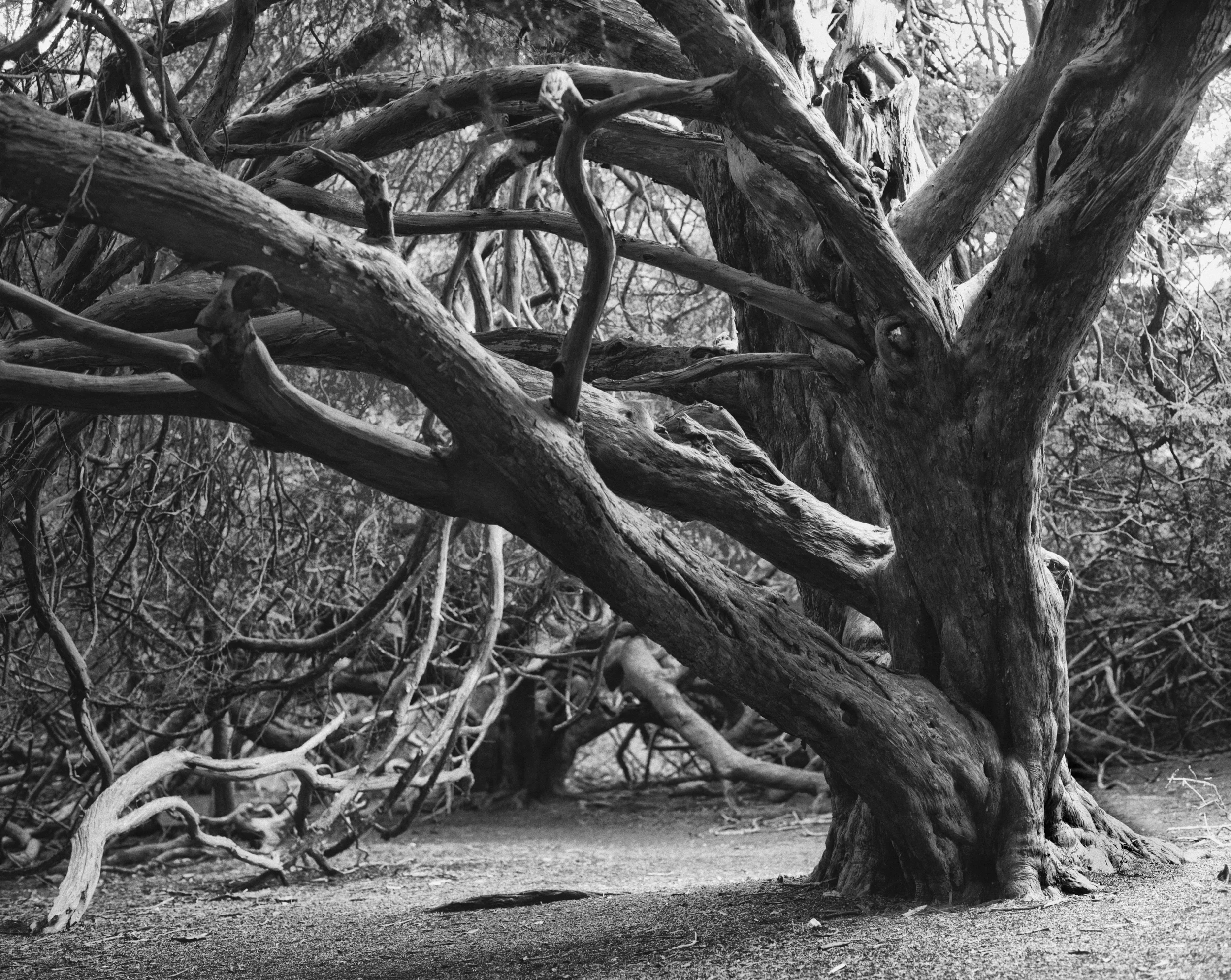 Yew Tree