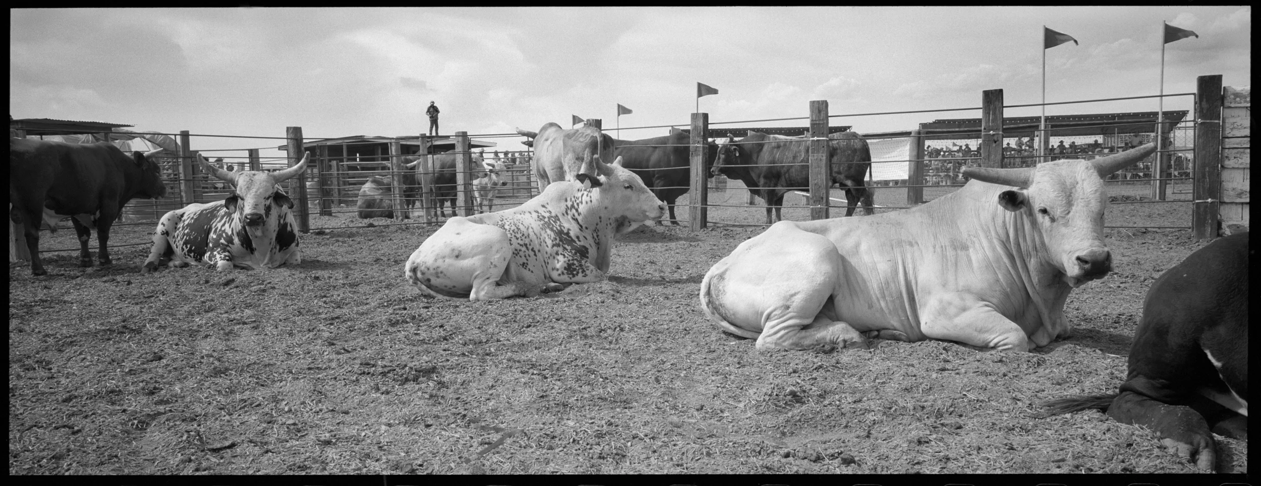 Rodeo 8328-13a.jpg