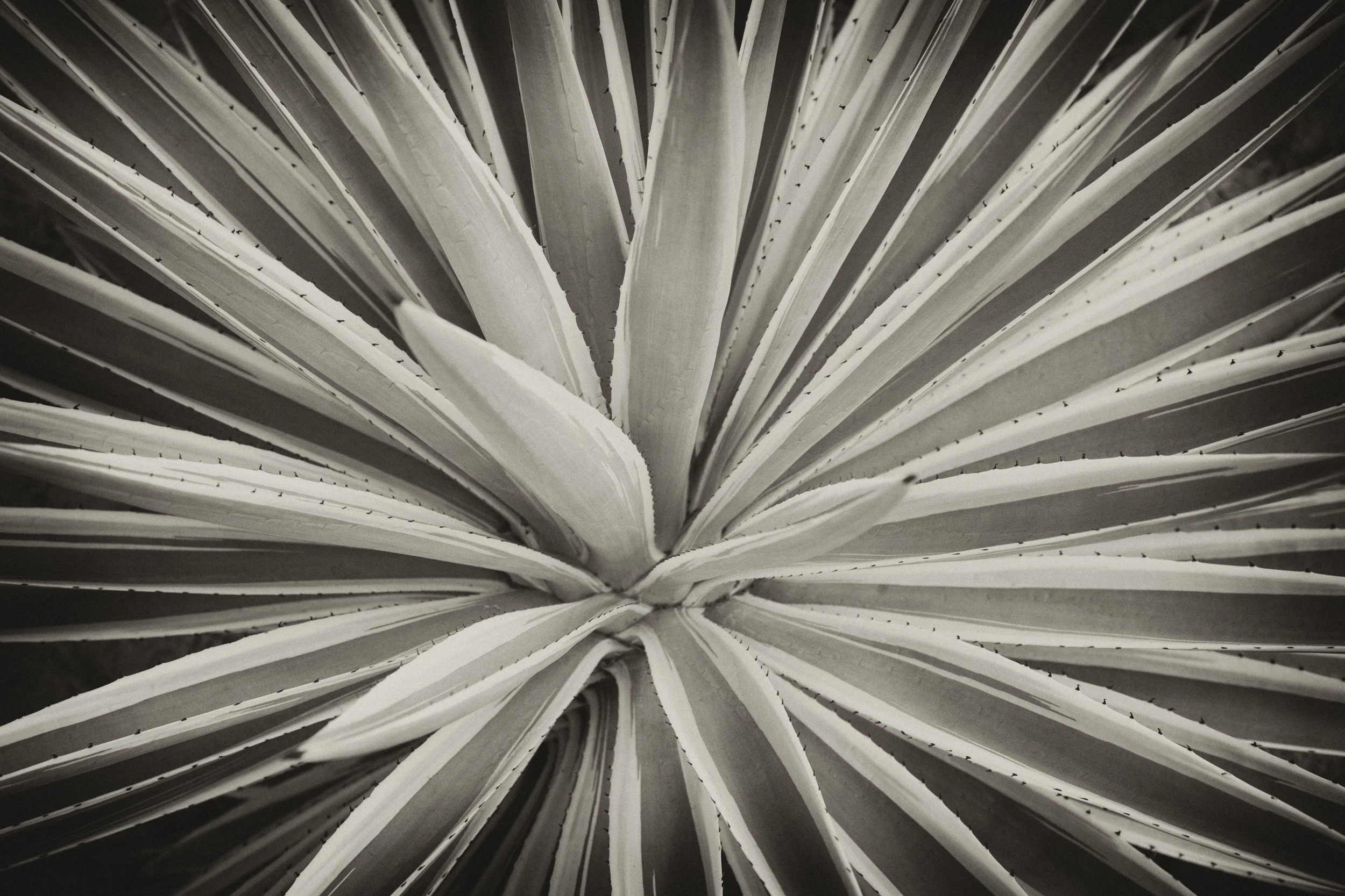 Agave_5813.jpg