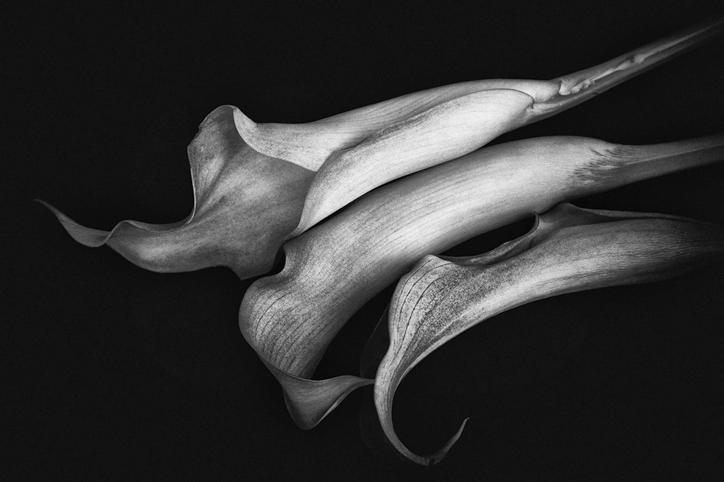 Calla Lillies_3280_high structure.jpg