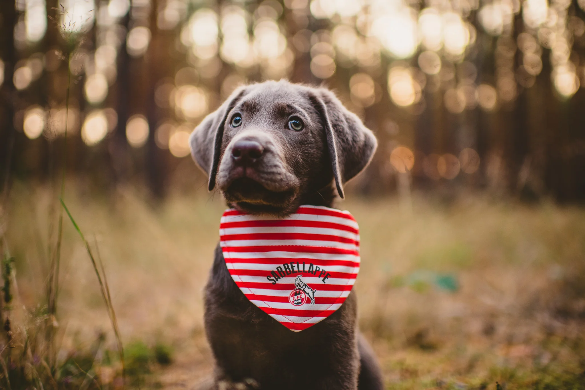 hundewelpe-shooting.jpg