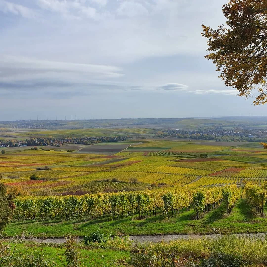 So sch&ouml;n bunt bei uns auf dem Wi&szlig;berg 

#gramms #gcrheinhessen  #st.johann #gau-bickelheim #wallertheim #wolfsheim #sprendlingen #herbst #herbstlicherwingert