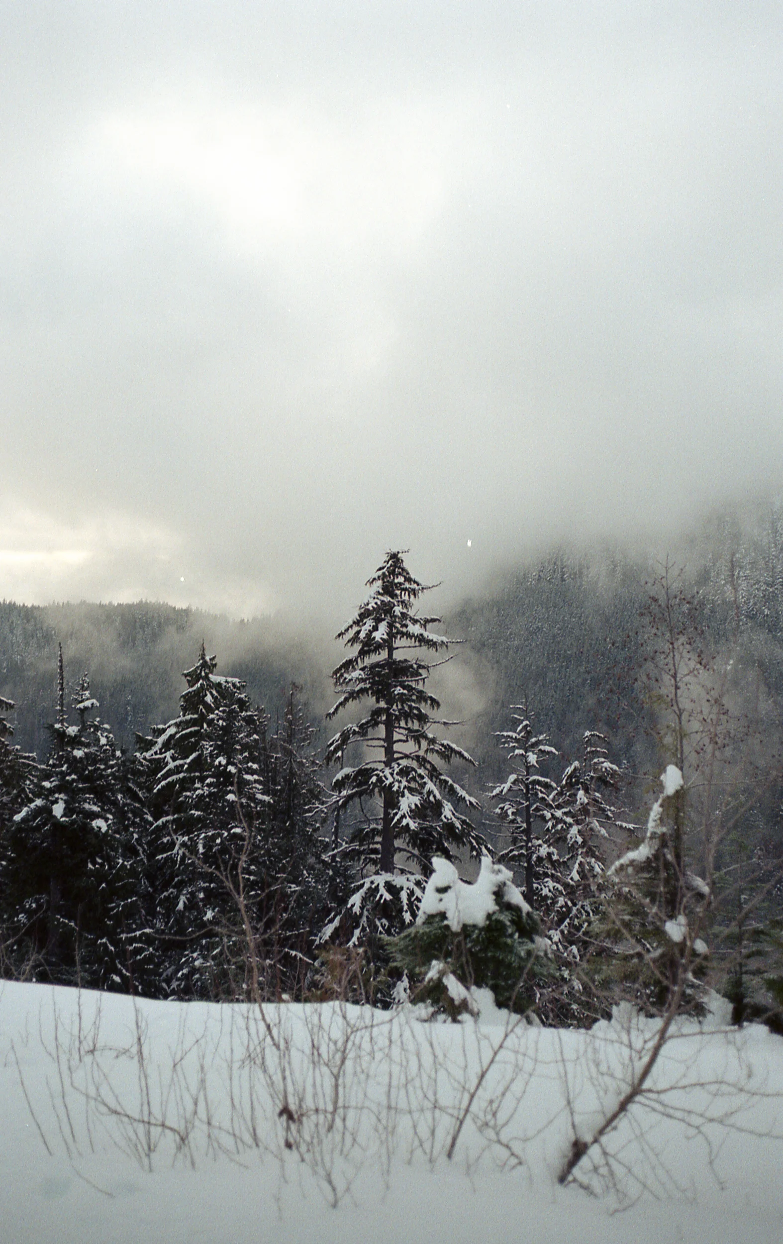 Cypress-ColorPlus200-029.jpg