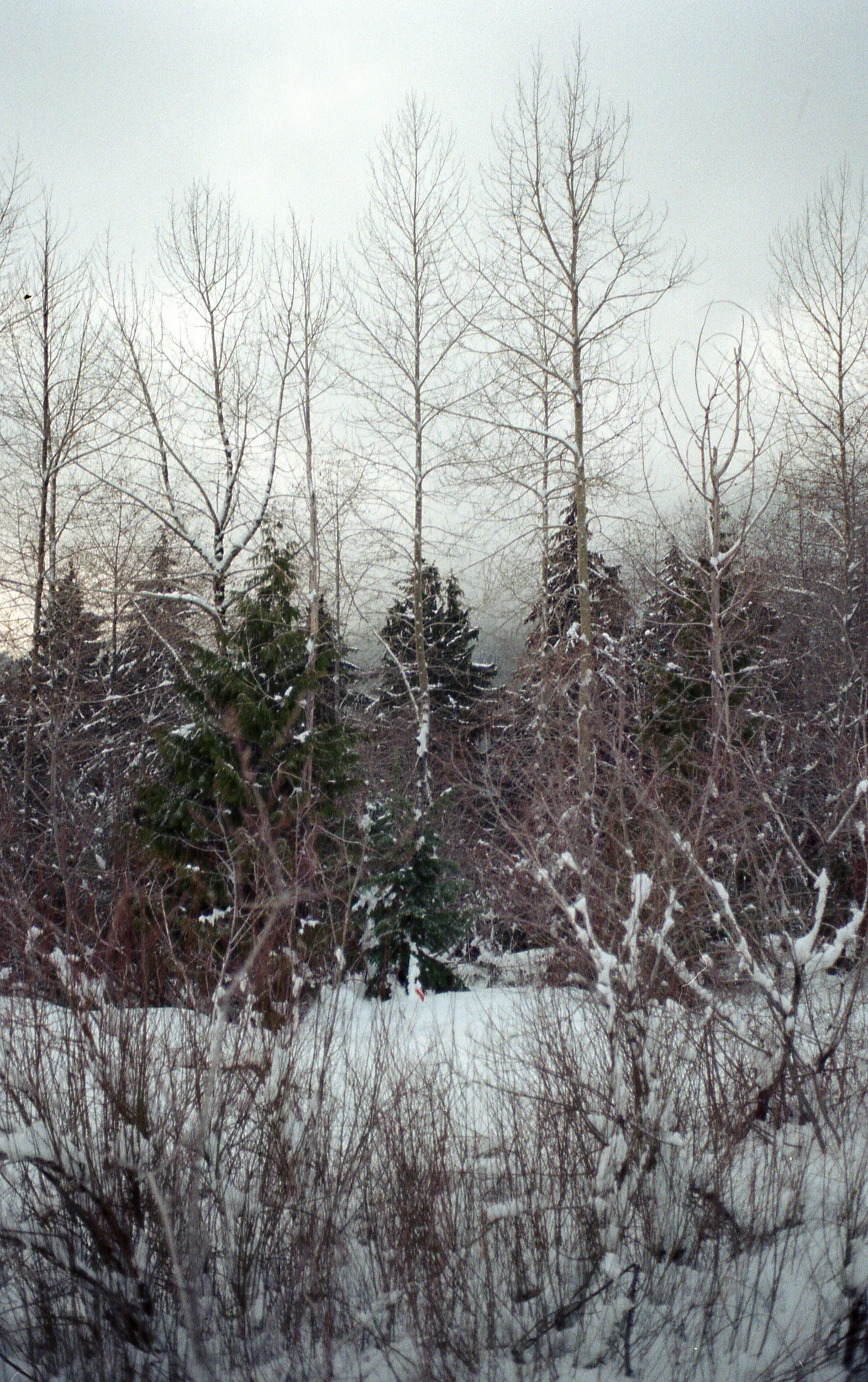 Cypress-ColorPlus200-030.jpg