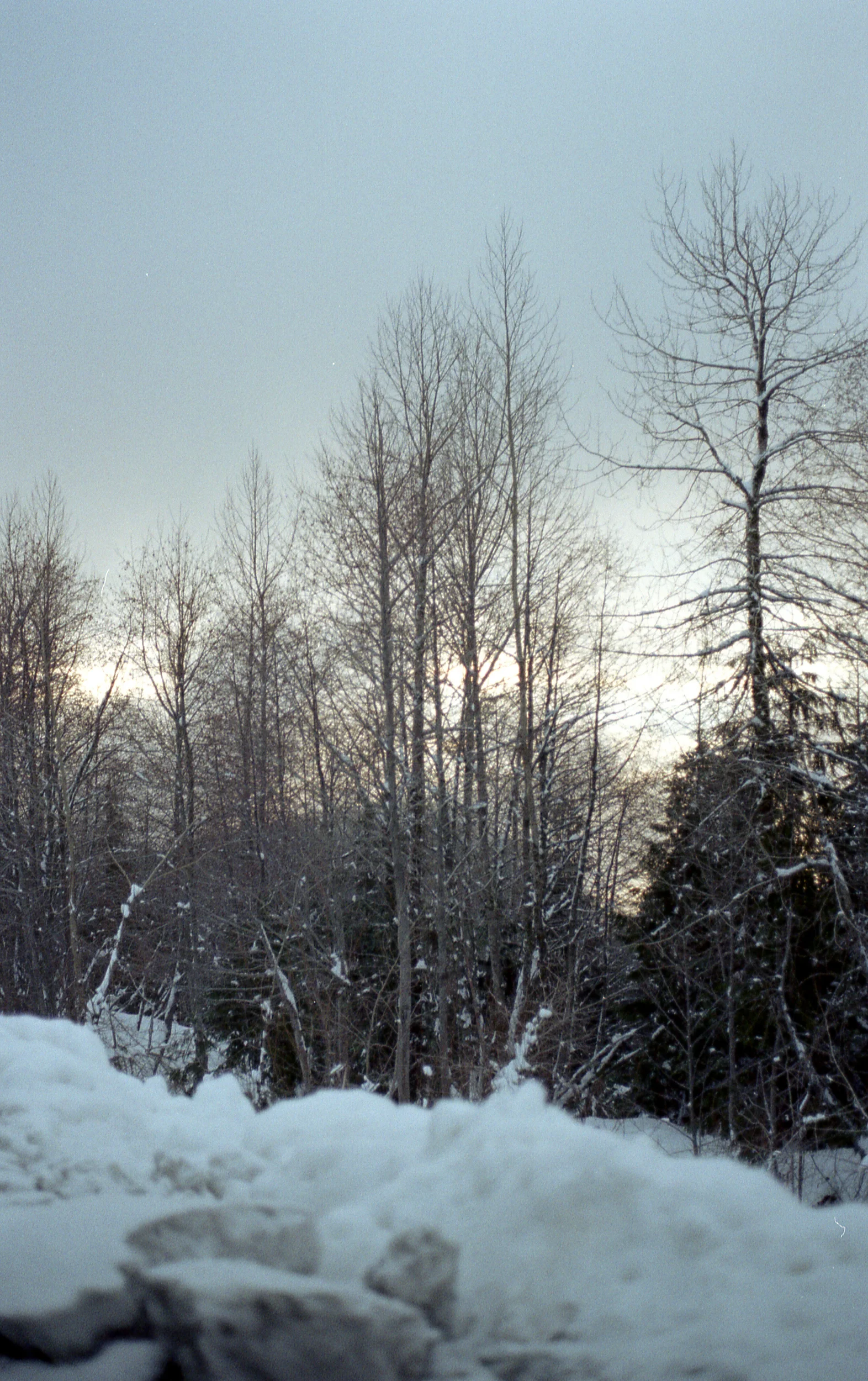 Cypress-ColorPlus200-034.jpg