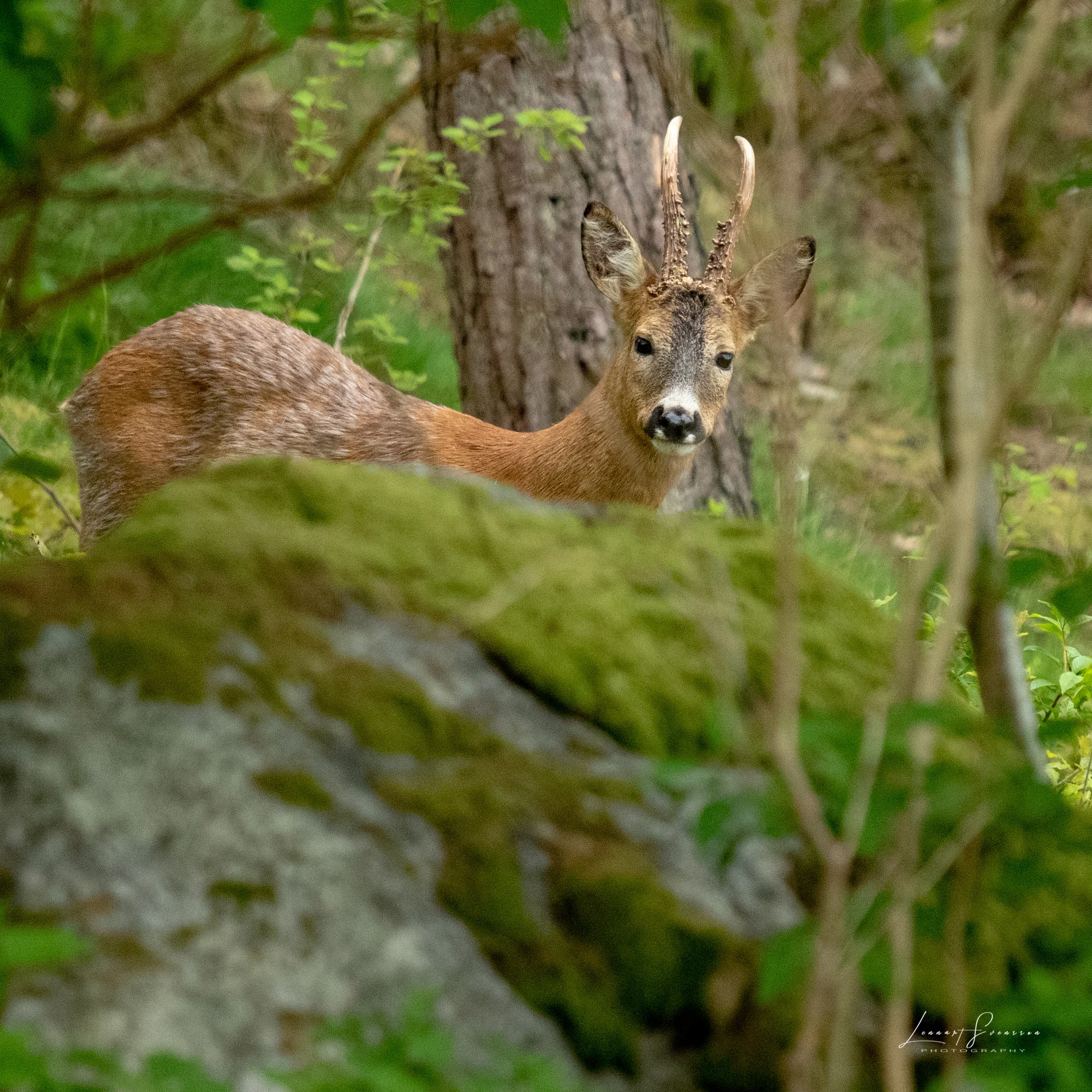 Roebuck