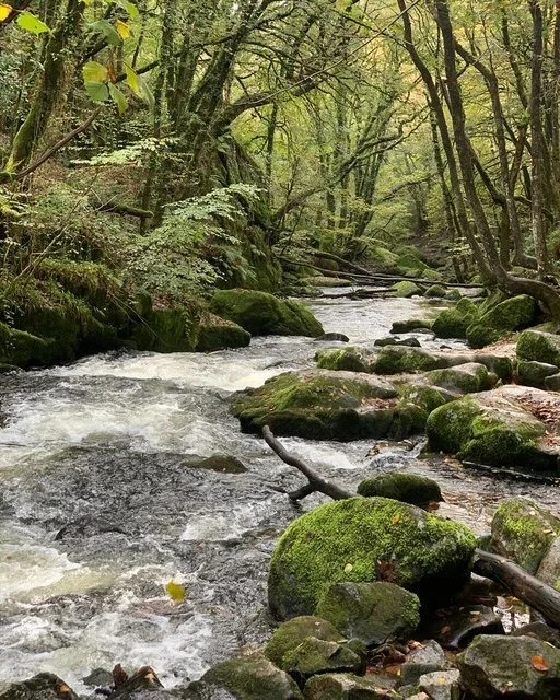 Golitha Falls  (2).JPG