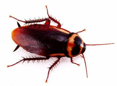 American_Roach_-_2.jpg