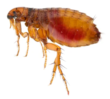Cat_flea_full_of_human_blood.jpg