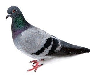Pigeon.jpg