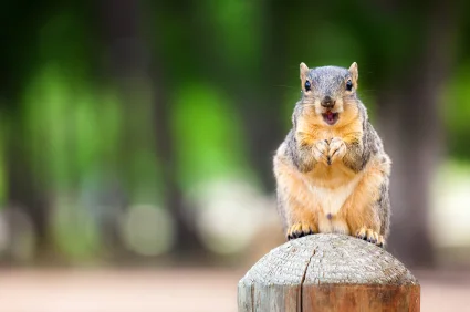 Squirrel.jpg