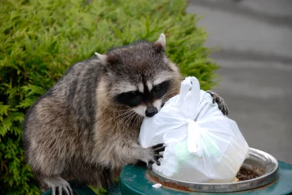 Scavenging_Raccoon.jpg