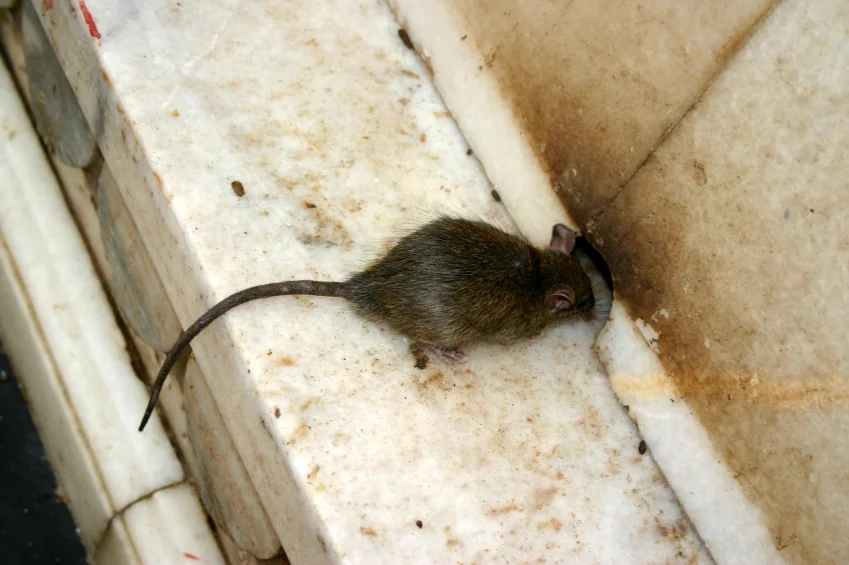 williamsburg Pest Control.jpg
