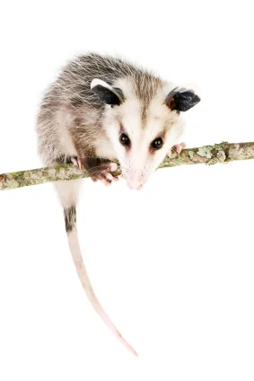 Common_Opossum.jpg