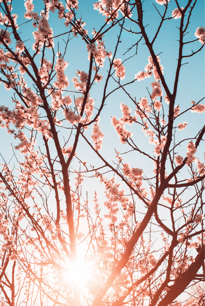 Restore and Renew - Planting Seeds of Intention