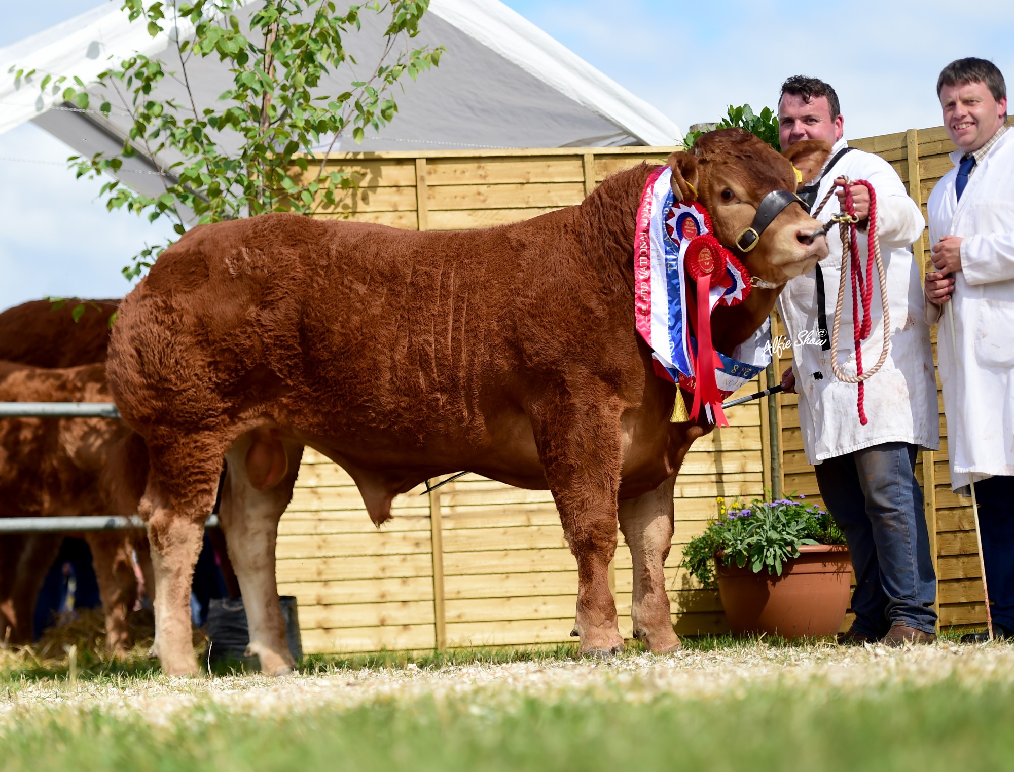 Carrickmore-Maximus-Et-2018-Champion.jpg