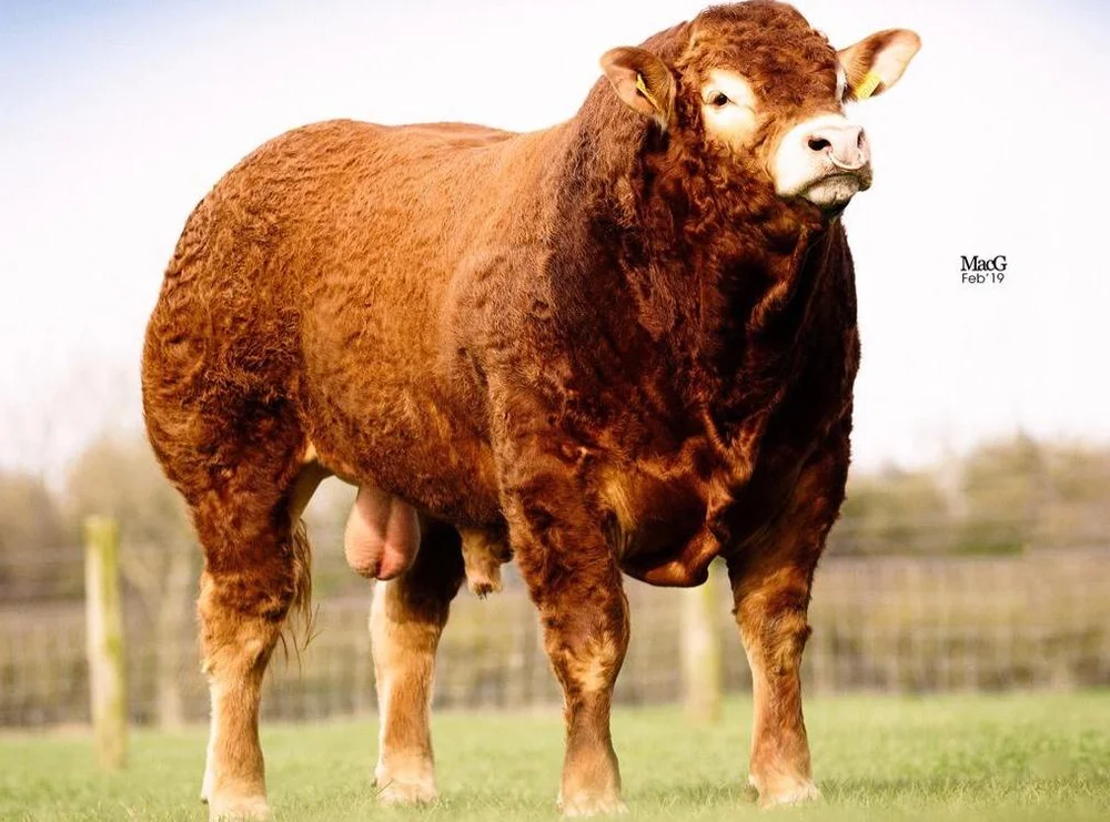 WhatsApp Image 2019-03-01 at 8.35.06 AM(1).jpeg