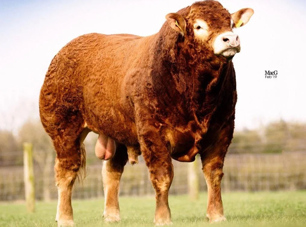 Baileys Mercedes goes on Sale 18th of March 2019 at the Premier Sale in Roscrea