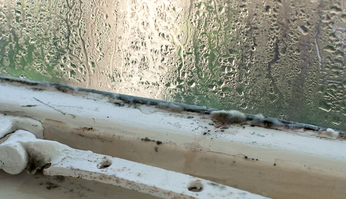 Mold needs three things to grow: moisture, food, and mild temperatures.