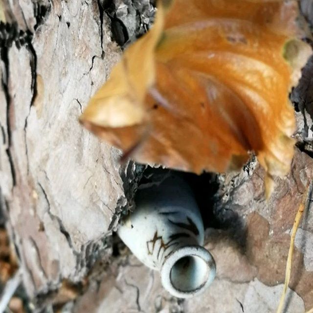 Ceramic grows out of trees 
#ceramicart #crafts #forest #autumn #mushroom