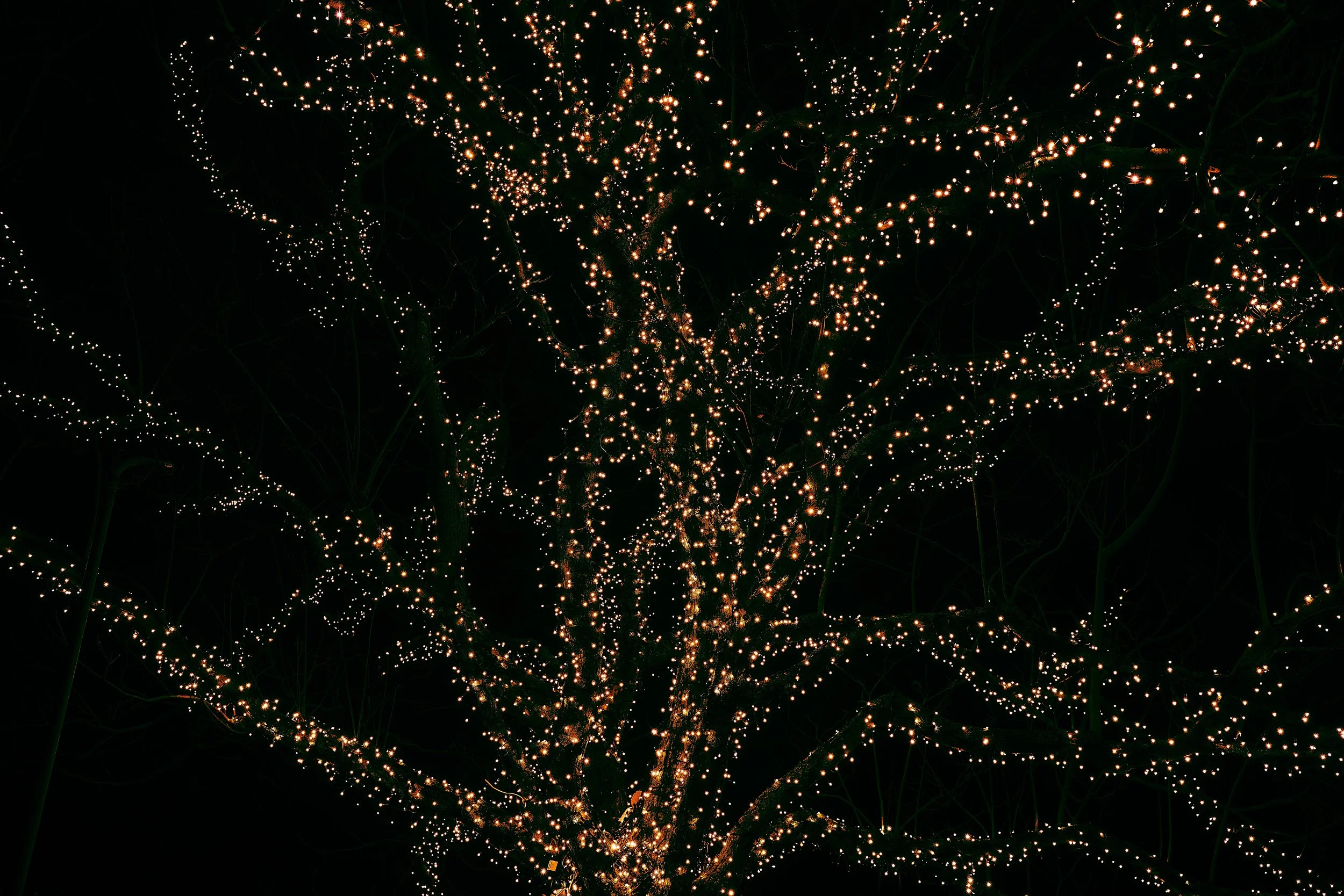 arbre or.jpg