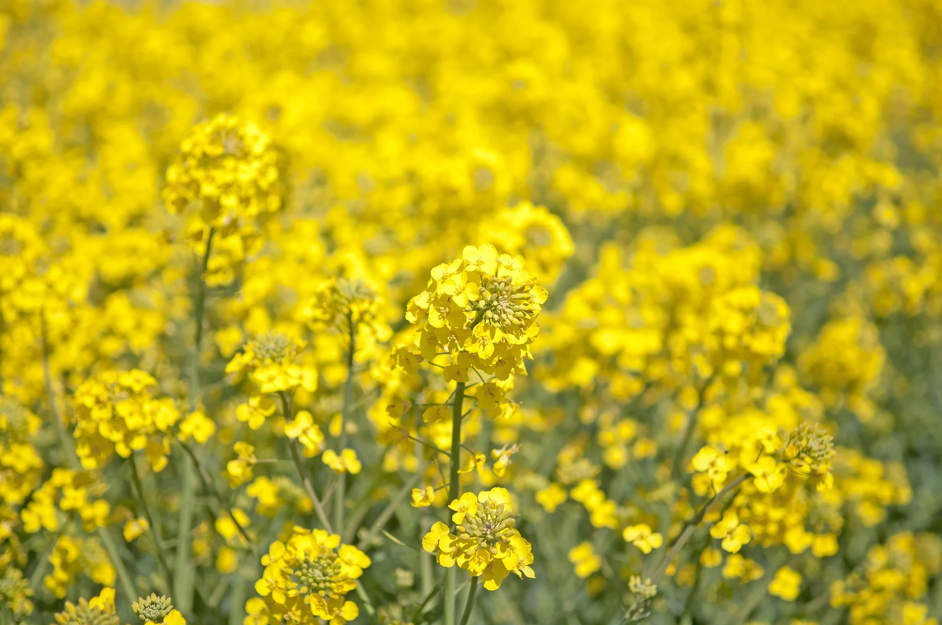 canola-1387915_1920.jpg