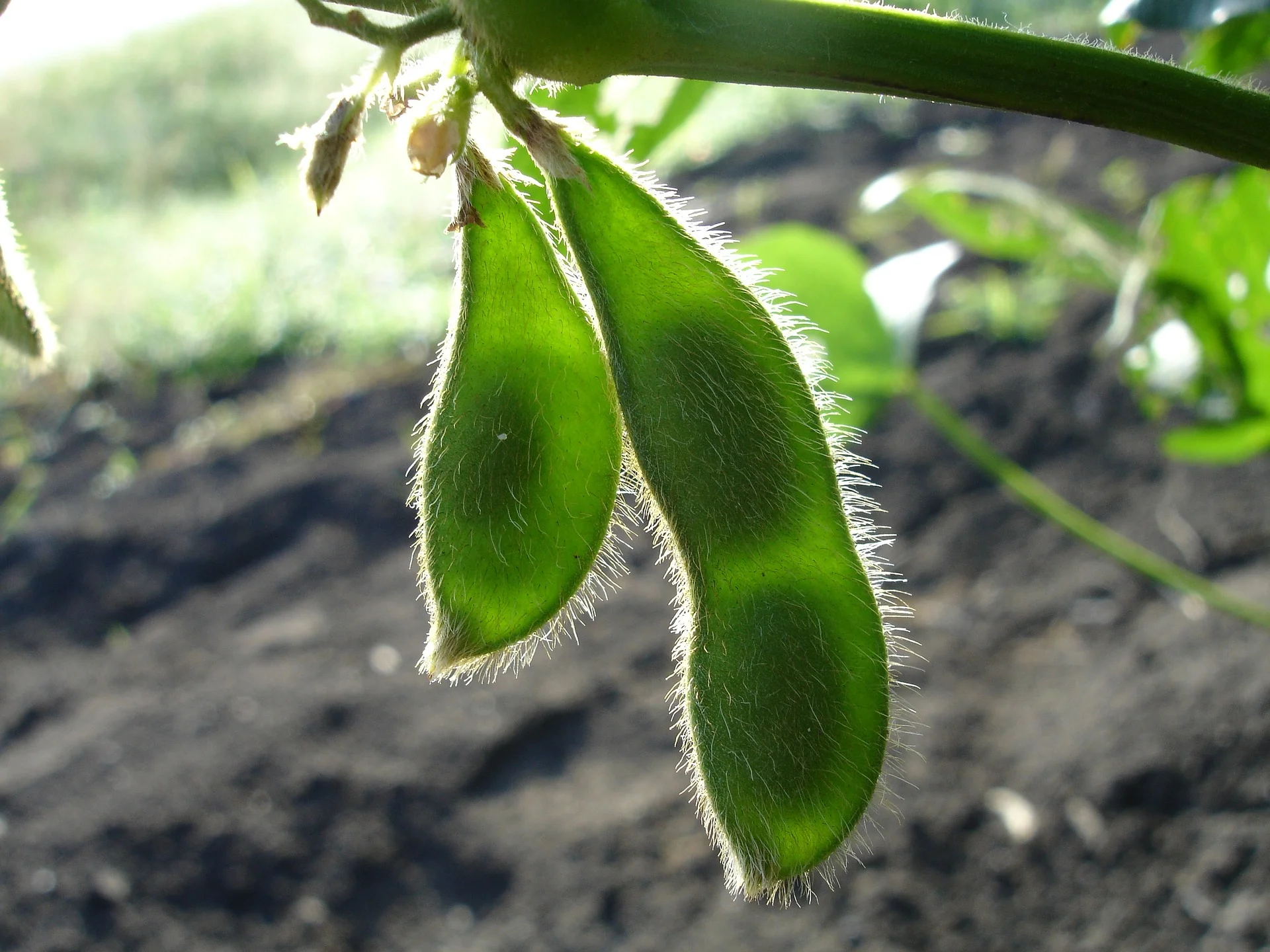 soy-998566_1920.jpg