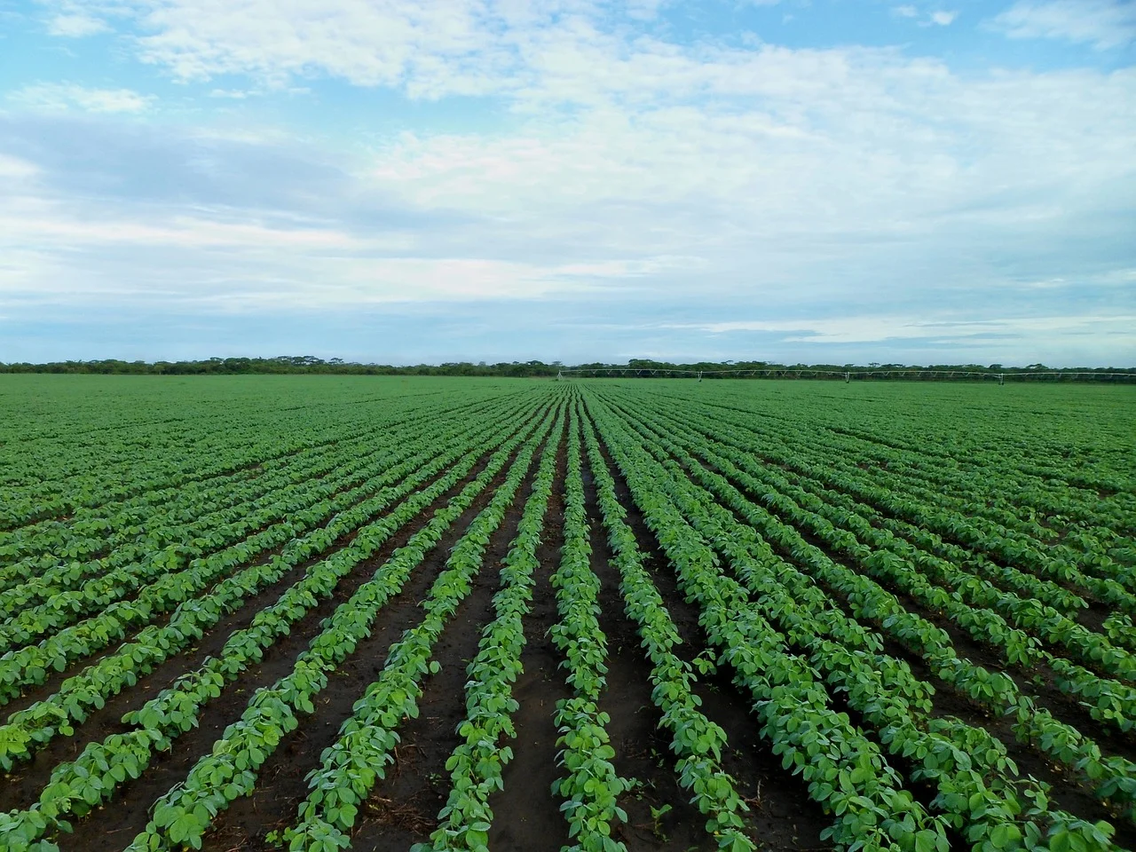 soybean-field-1610754_1280.jpg