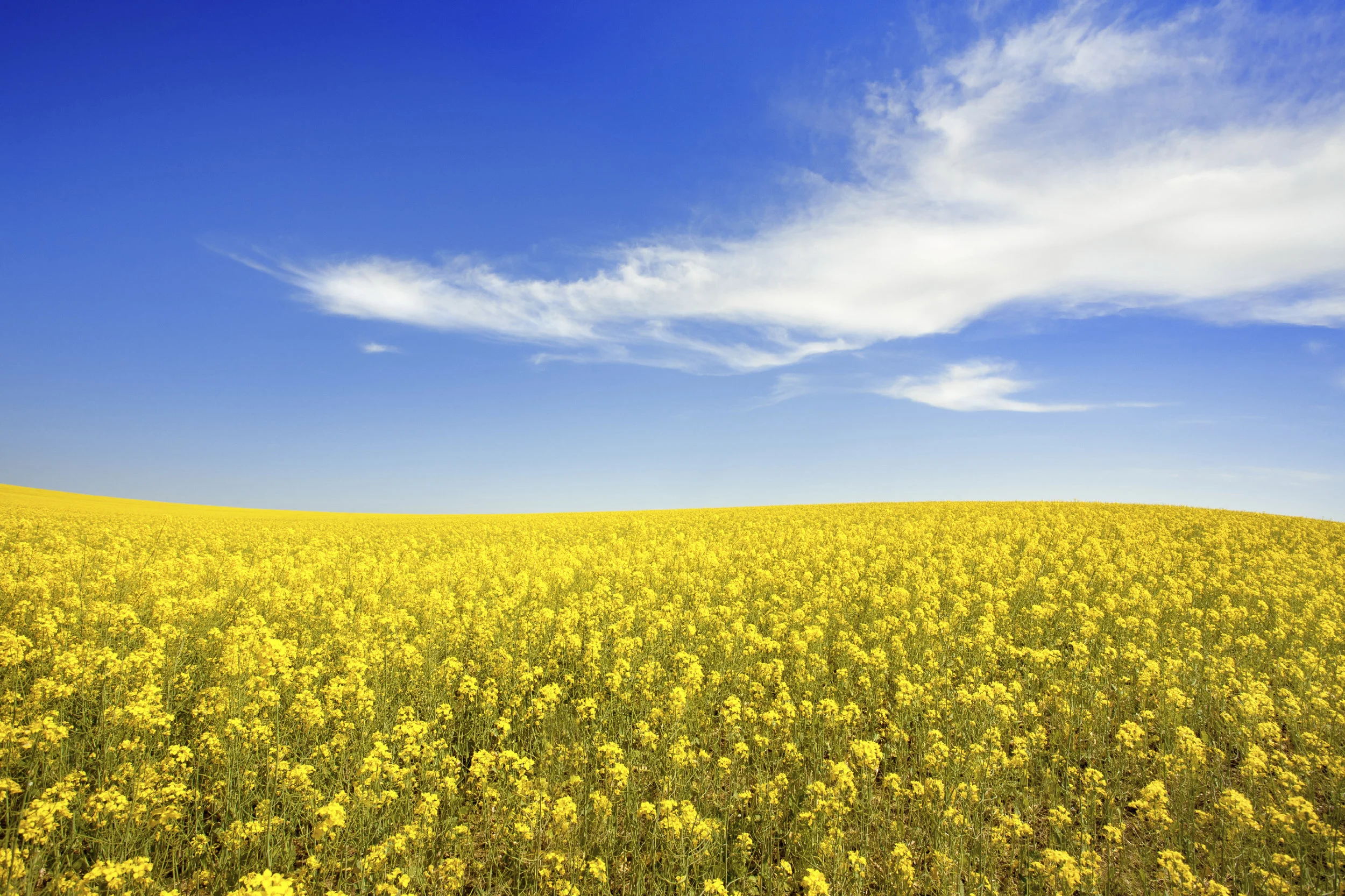 iStock_000016681793Large.jpg