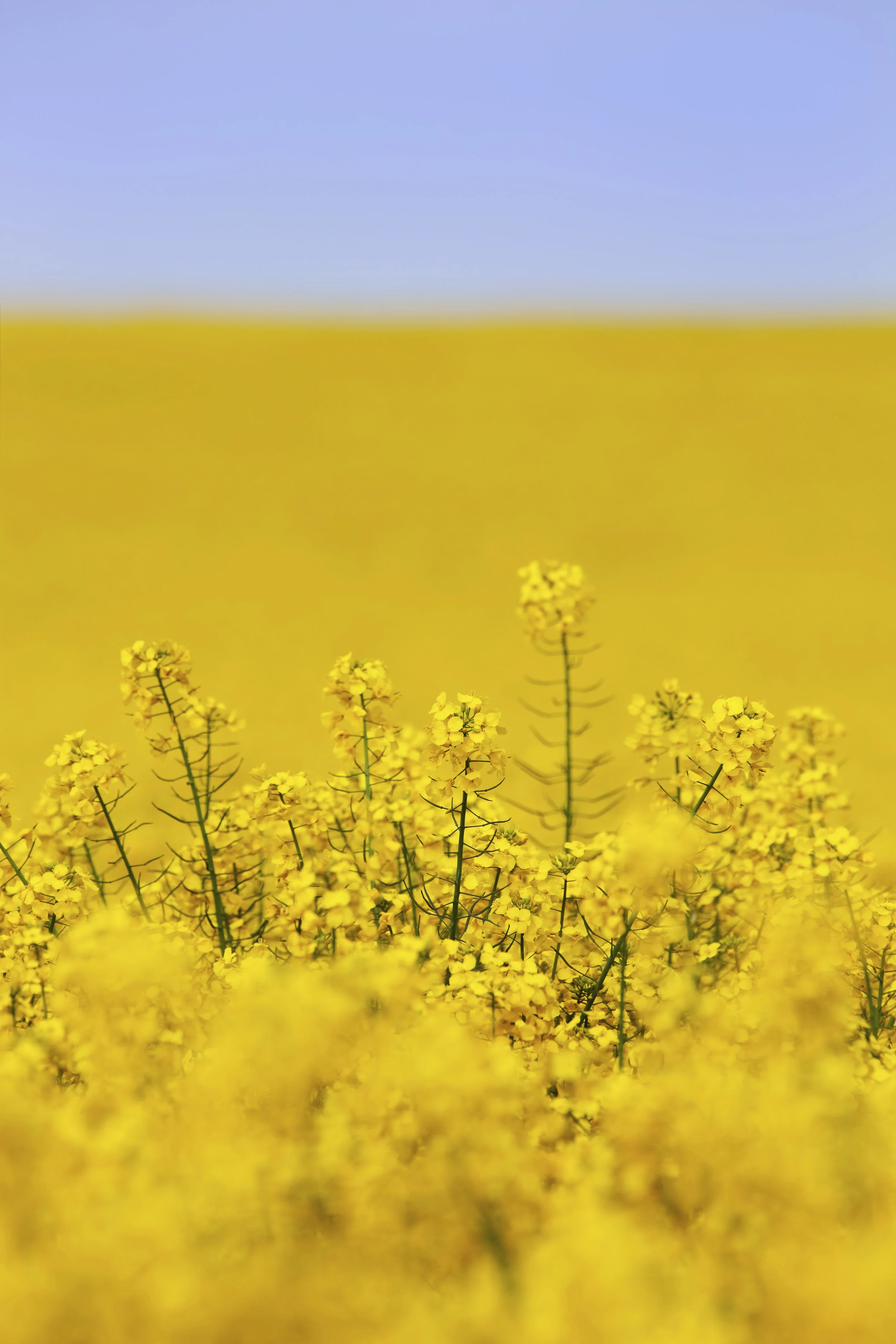 iStock_000039454018_XXXLarge.jpg