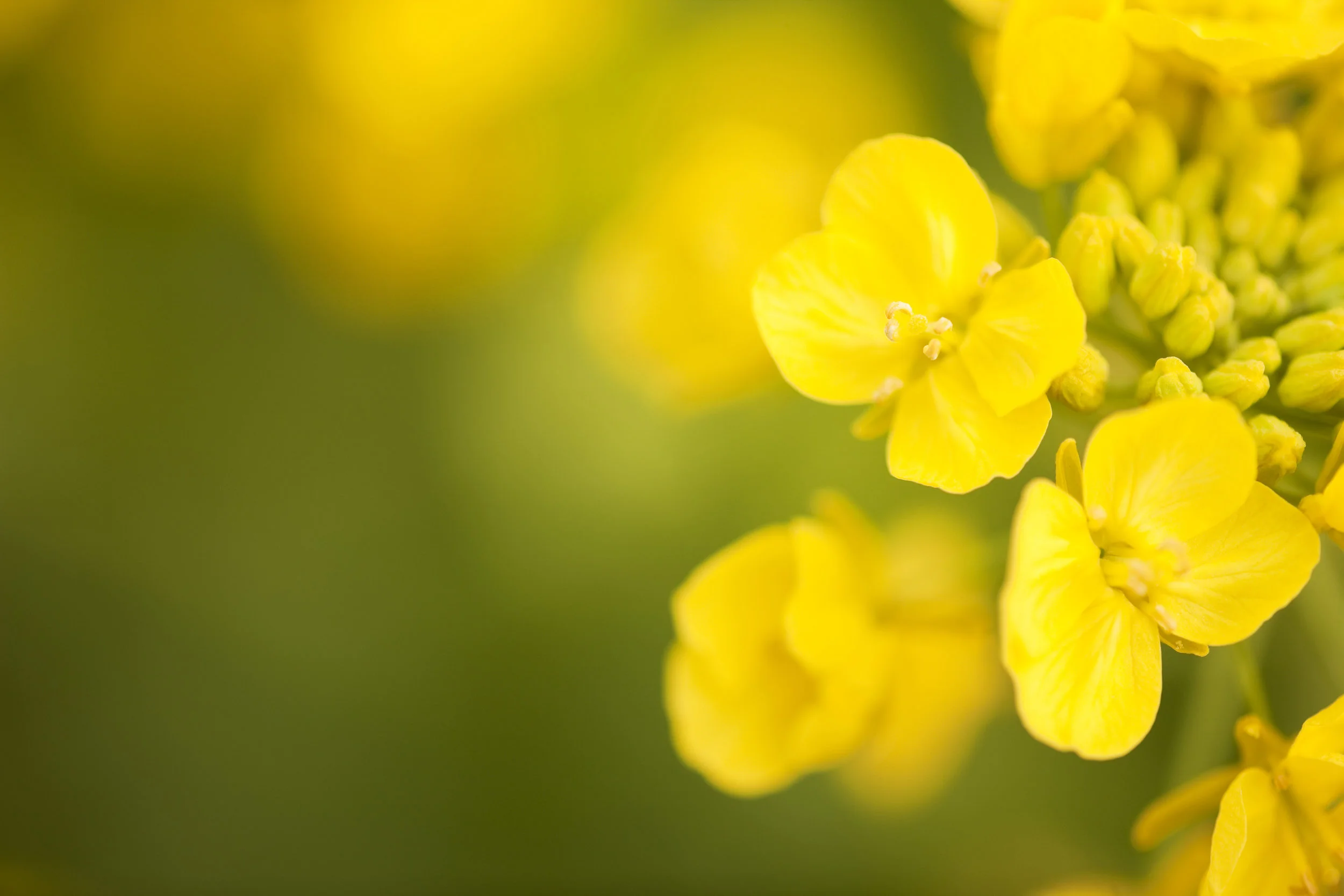 iStock_000018298773_XXXLarge.jpg