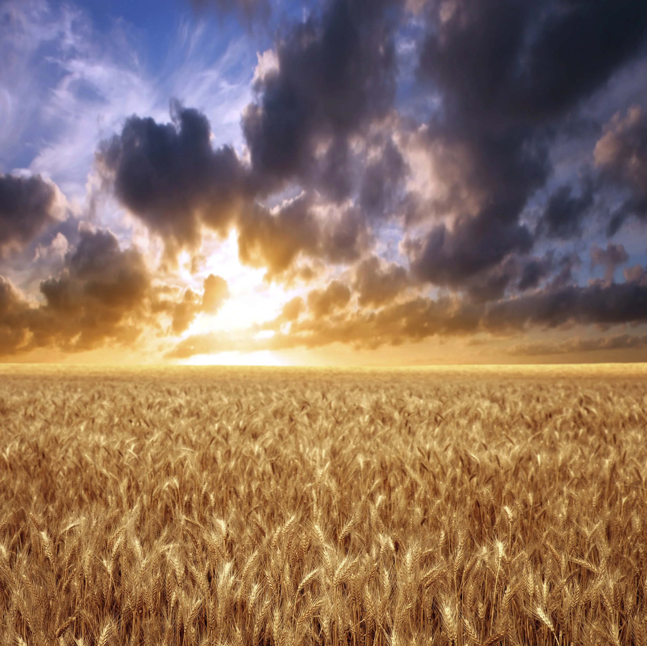 iStock_000016439342XXLarge.jpg