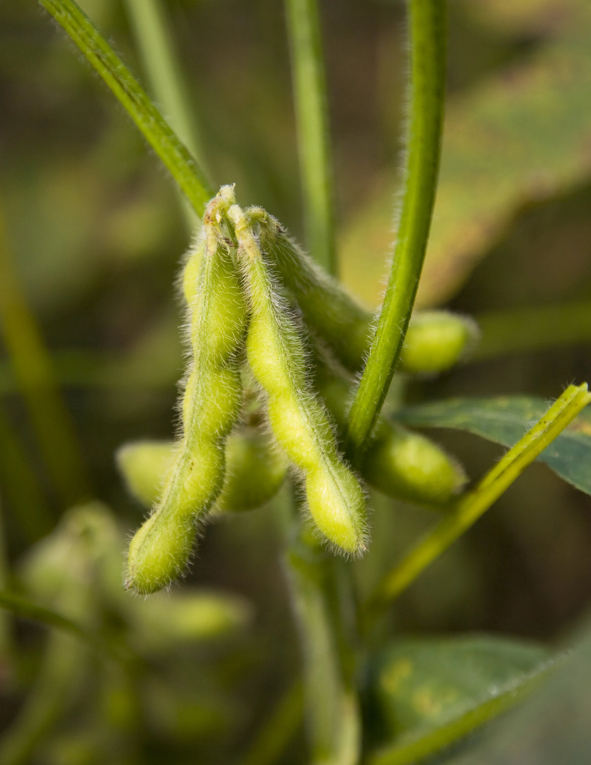 iStock_000011169605Large.jpg