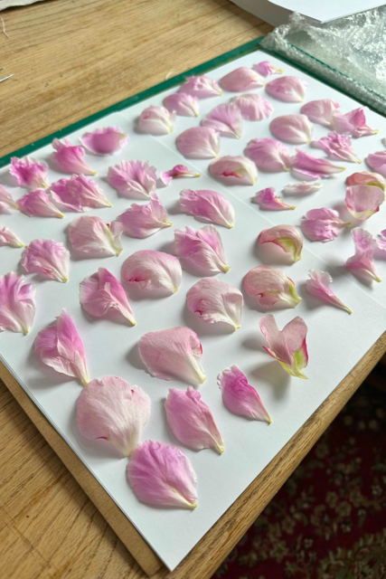 Untitled design - 5.PNG