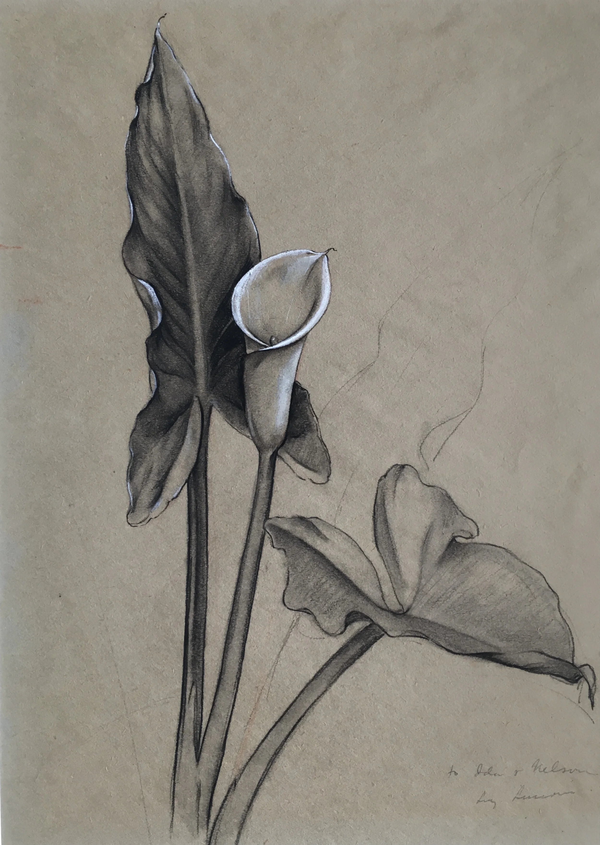    Calla Lily, c. 1933.    Black and white chalk over pencil, on tan paper.  425 x 285 mm .  Signed and dedicated, to Ida and Nelson, lower right.  An American realist, known for his still lifes, landscapes, and portraits, Lucioni’s timeless works ha