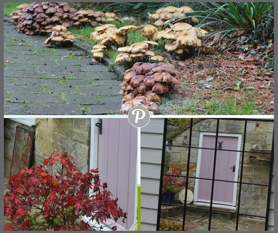 The Clinic looks so pretty in the Autumn.

Its always pretty, but we love this time of year!

We have a huge new mirror on the wall outside the clinic now, so you can admire your new brows or eyeliner as you leave.

www.thepenningtonclinic.co.uk