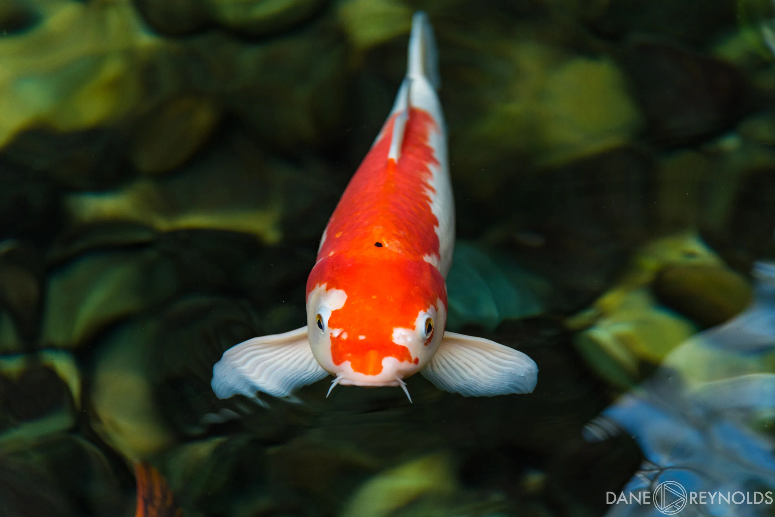 DSC_4996.jpg