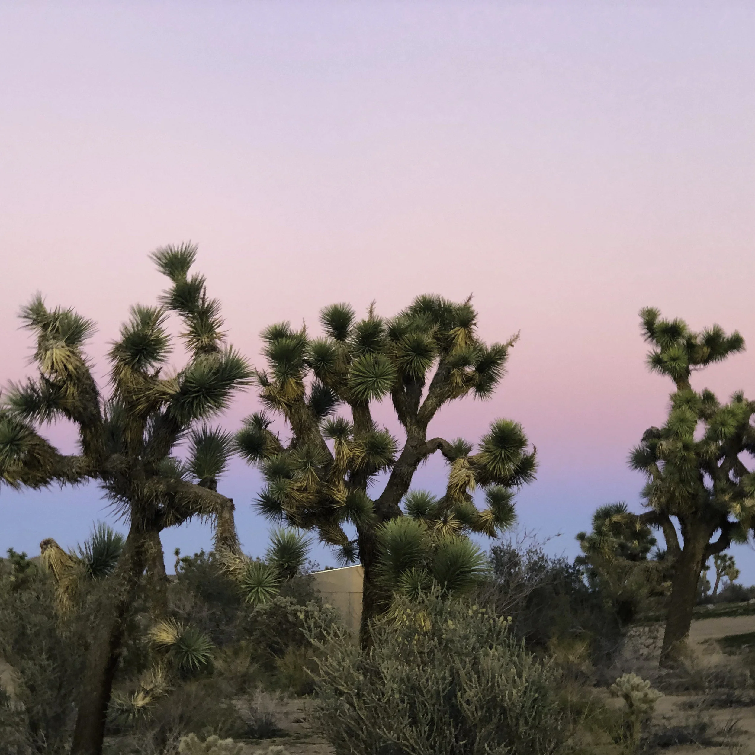 Prenatal Yoga in Joshua Tree