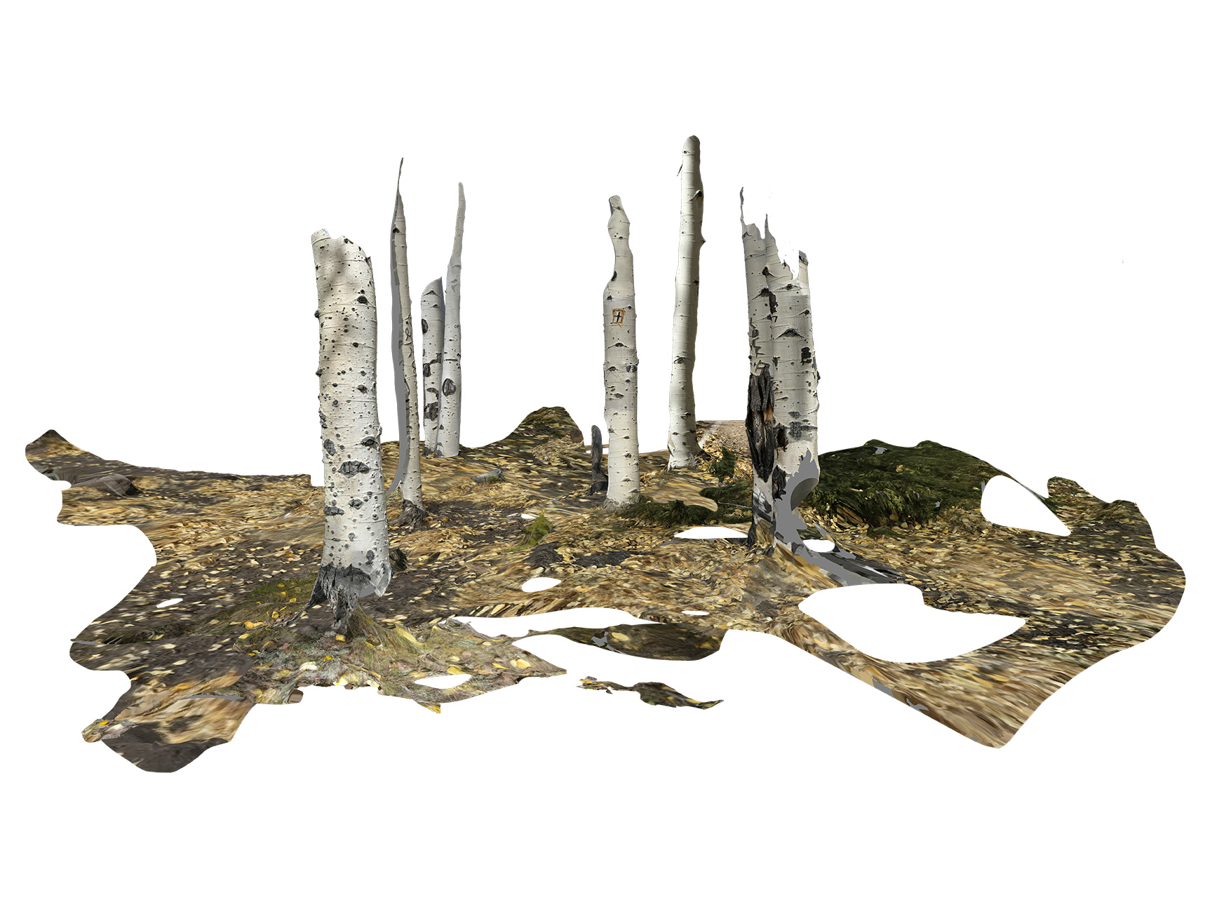  Pando Aspen Colony, 80,000+ years old  Utah 