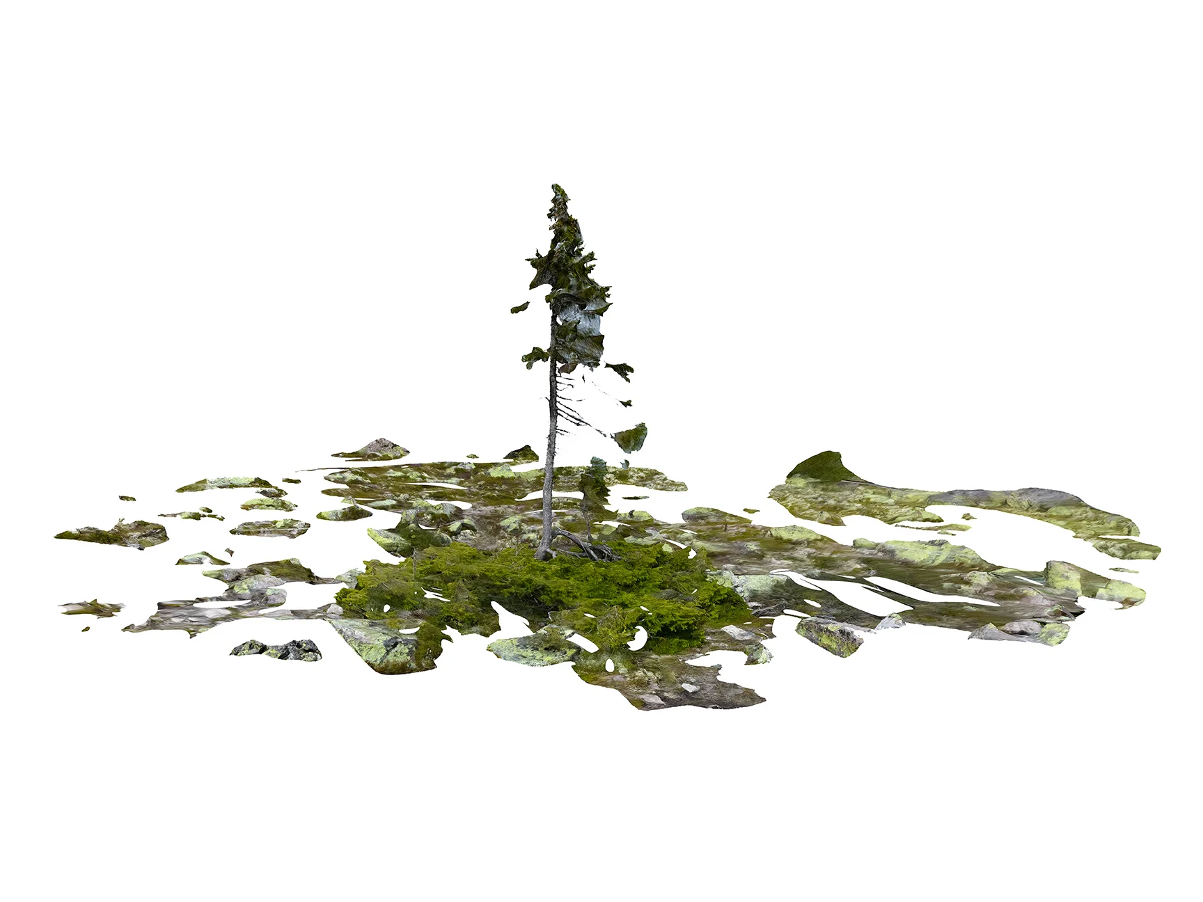  Old Tjikko, 9,550+ years old  Sweden   