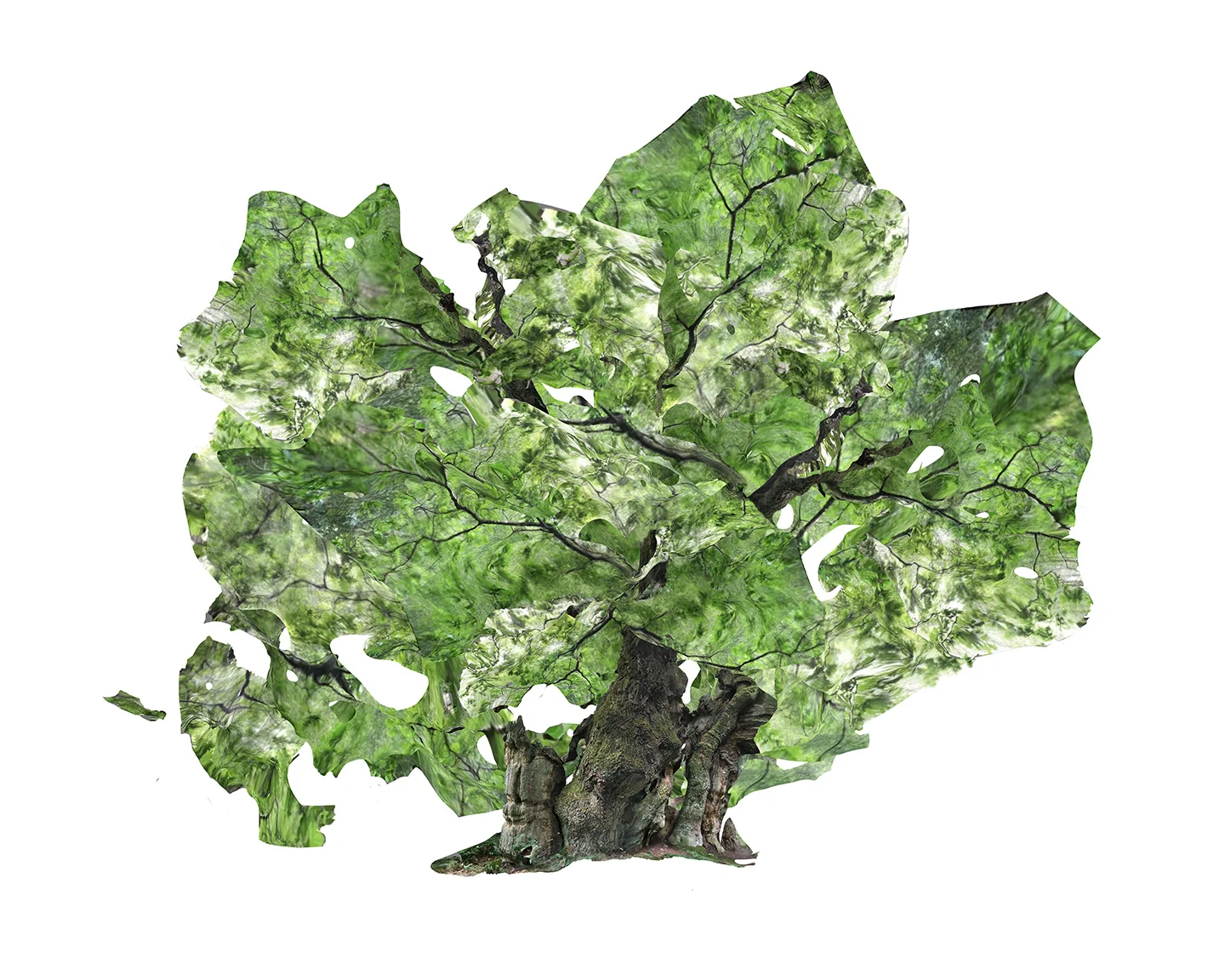  The Royal Oak (Kongeegan), 1,500+ years old   Denmark 