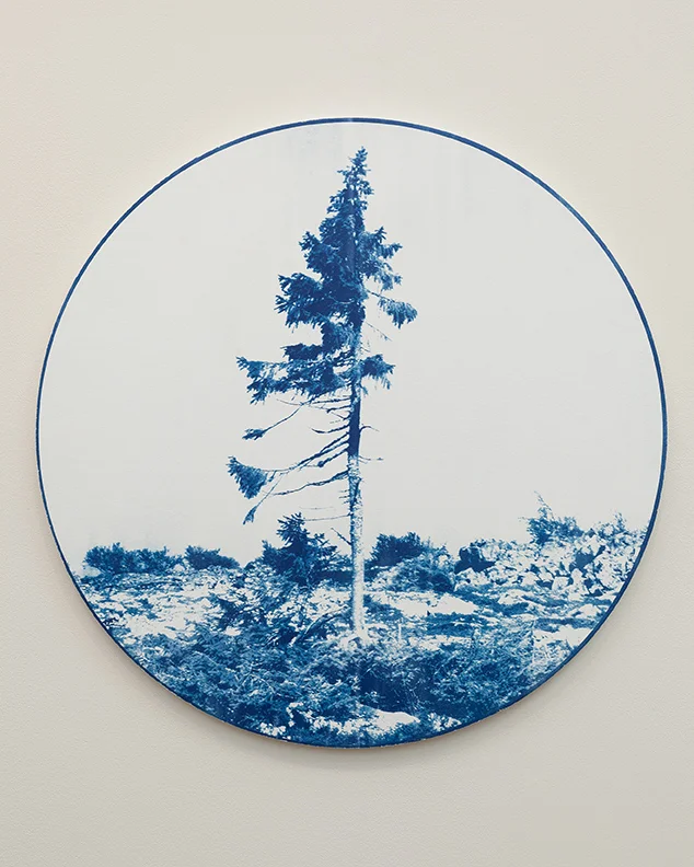  Old Tjikko  Cyanotype mounted on wood panel  24” diameter  | 2018  World’s oldest tree (clonal), Norway Spruce. Carbon dated to 9,550 years ago                                            