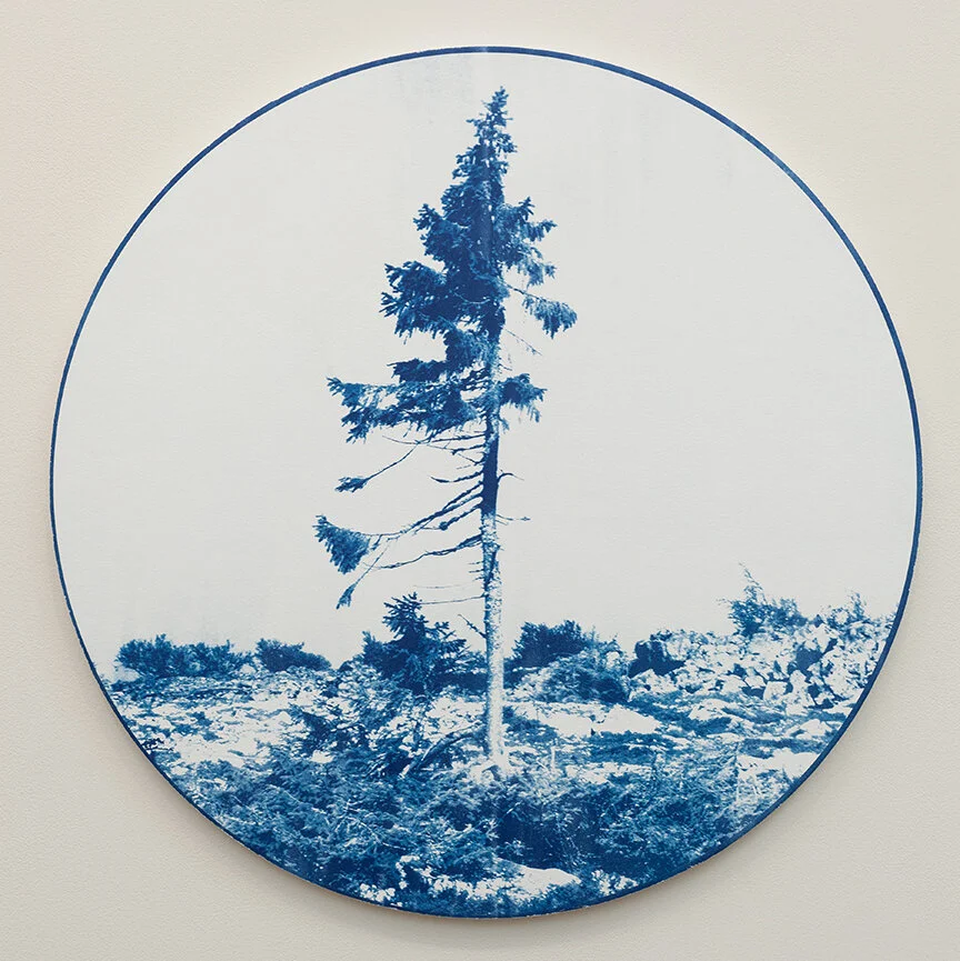  Old Tjikko  Cyanotype mounted on wood panel  24” diameter  | 2018  