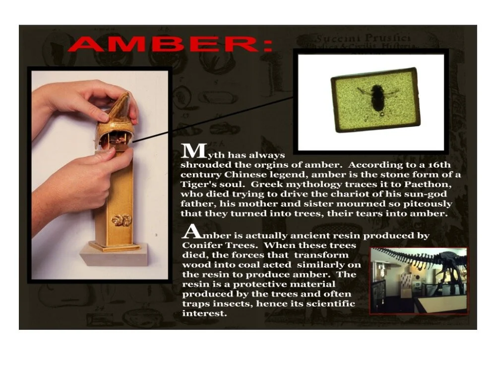  The Museum Guide: Amber   Pages from The Museum Guide detailing the amber pellet containing a dead bee. Also shown is the Cranbrook  Institute of Science’s Dinosaurs to Birds exhibit where Herm was fist shown. 