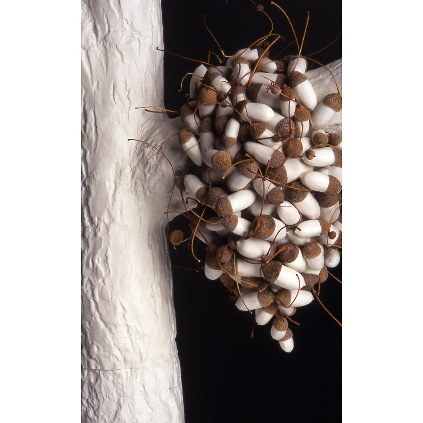  Apis mellifera  porcelain, acorn caps  24” x 24” x 50”  |  2004   Honey bees swarm when they divide their hive in two.  The bees gorge themselves on honey and set out on their own with a new queen.  Forming a solid mass to protect their queen they s