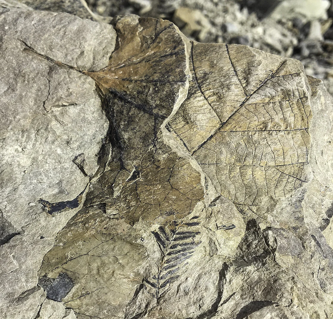  Fossil finds in Svalbard, June 2019 