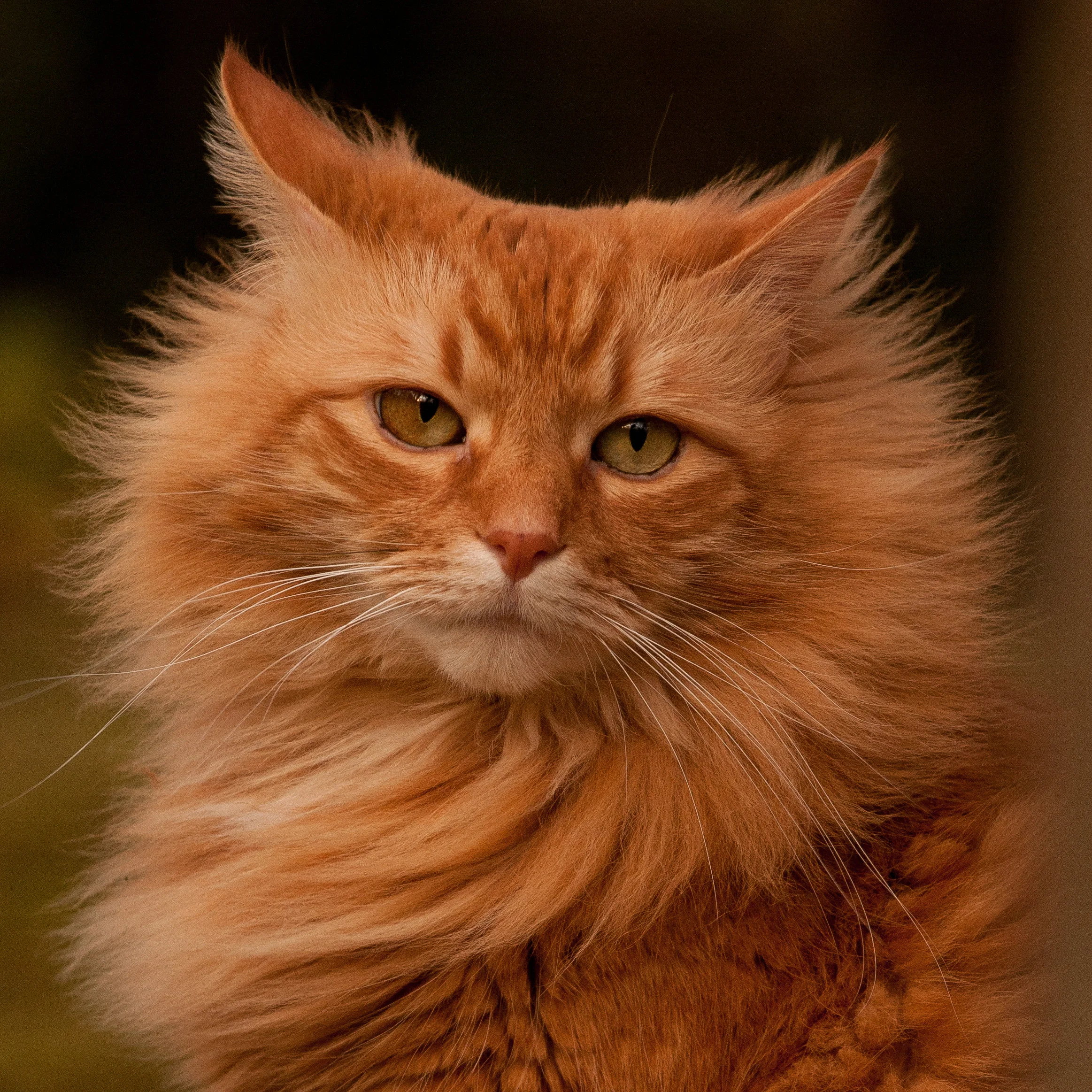 invisible animal red cat.jpg