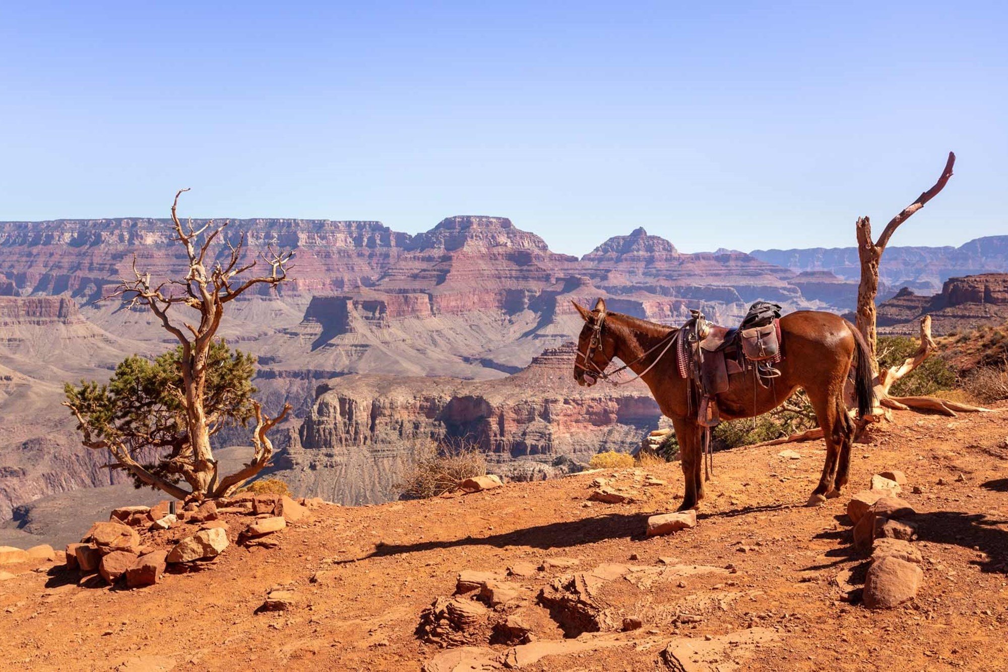 mule gran canyon.jpg