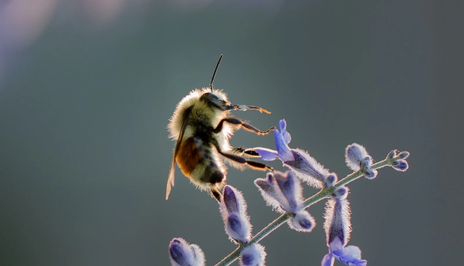 What’s all the BUZZ about Pollinators?